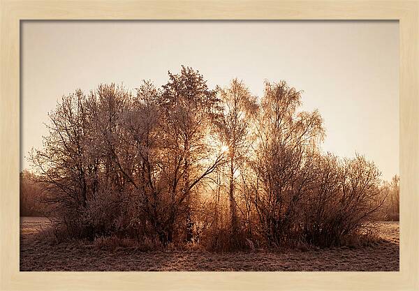 Hoarfrost Embracing Winter Trees