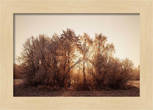Hoarfrost Embracing Winter Trees