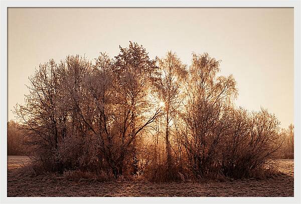 Hoarfrost Embracing Winter Trees