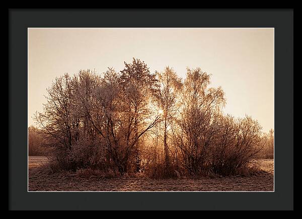 Hoarfrost Embracing Winter Trees