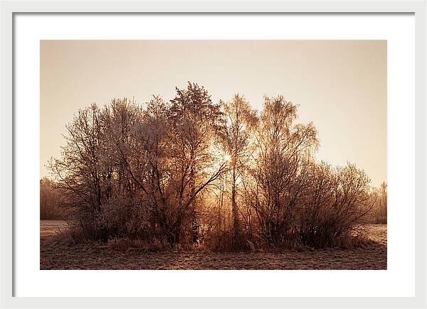 Hoarfrost Embracing Winter Trees
