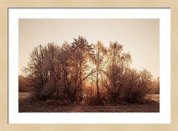 Hoarfrost Embracing Winter Trees