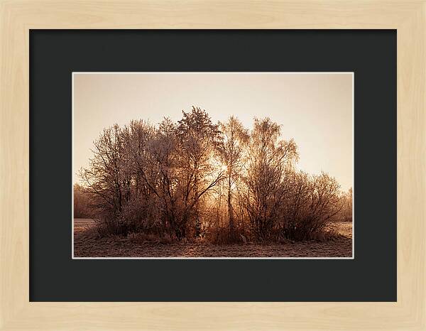 Hoarfrost Embracing Winter Trees