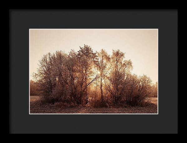 Hoarfrost Embracing Winter Trees