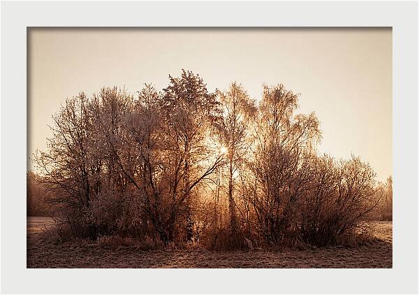 Hoarfrost Embracing Winter Trees