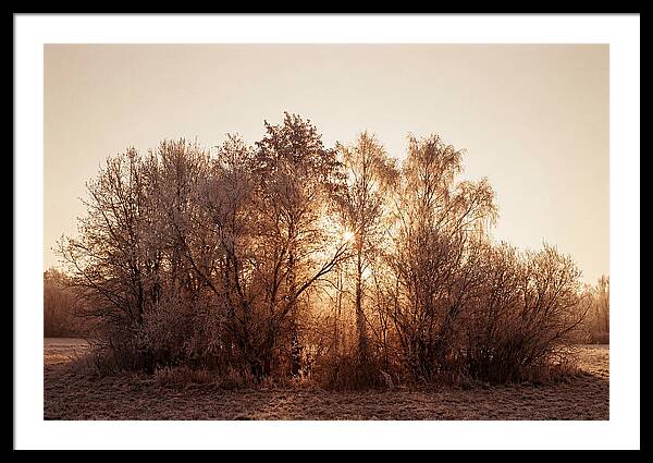 Hoarfrost Embracing Winter Trees
