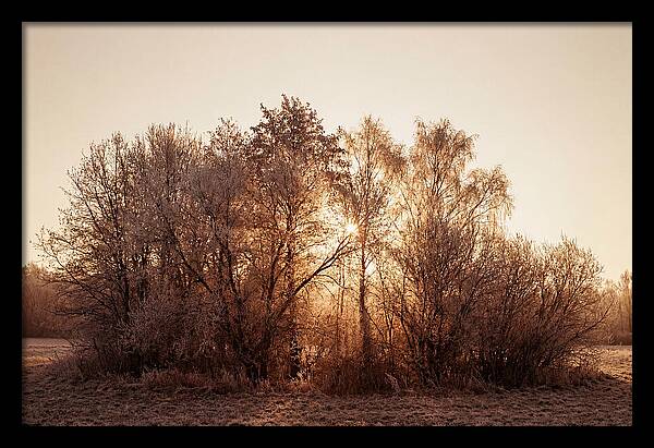 Hoarfrost Embracing Winter Trees