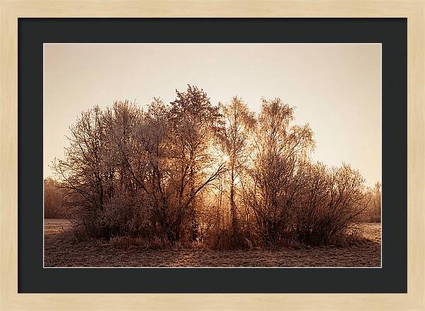 Hoarfrost Embracing Winter Trees