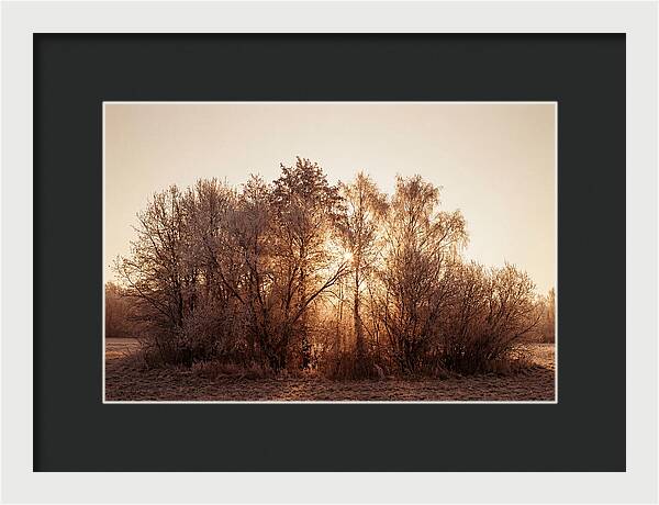 Hoarfrost Embracing Winter Trees