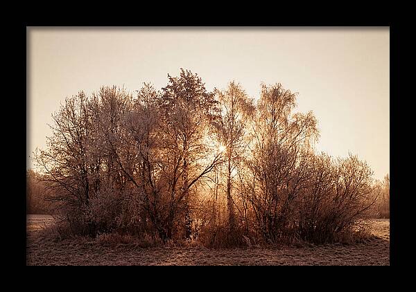 Hoarfrost Embracing Winter Trees