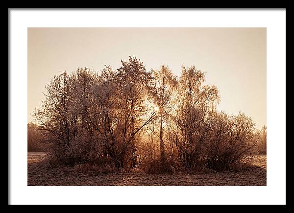 Hoarfrost Embracing Winter Trees