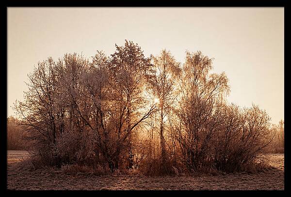 Hoarfrost Embracing Winter Trees