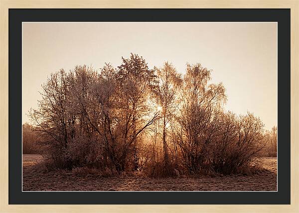 Hoarfrost Embracing Winter Trees