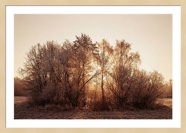 Hoarfrost Embracing Winter Trees