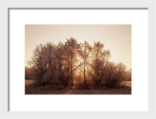 Hoarfrost Embracing Winter Trees