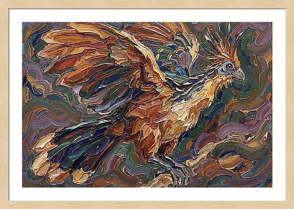 Hoatzin In Flight