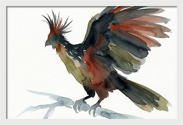 Hoatzin In Watercolor Splendor