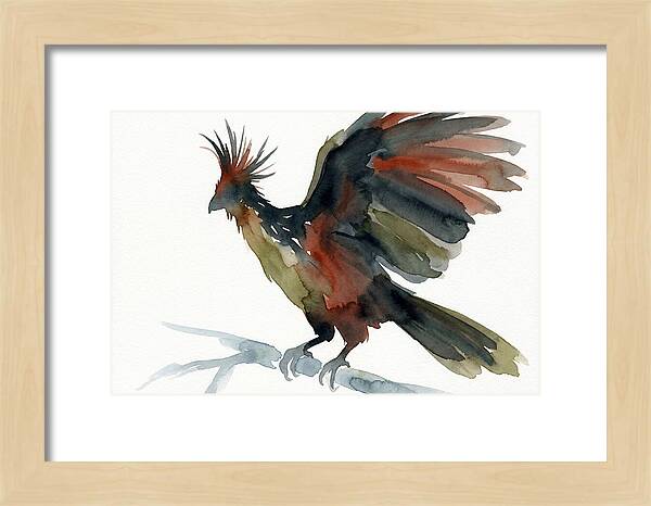 Hoatzin In Watercolor Splendor
