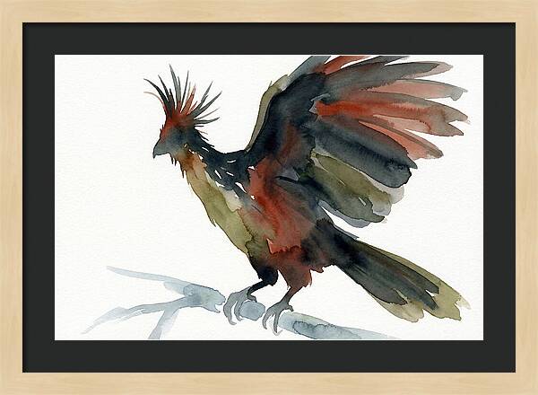 Hoatzin In Watercolor Splendor