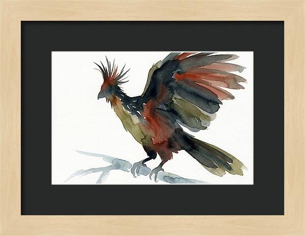 Hoatzin In Watercolor Splendor