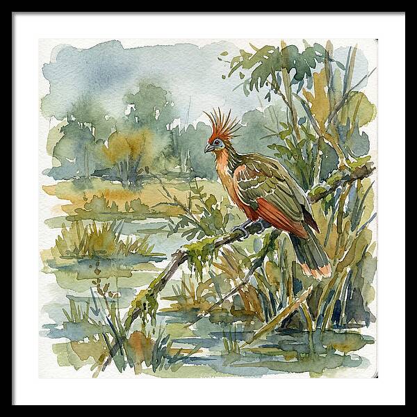 Hoatzin Perched In Nature