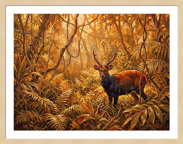 Hog Deer In Lush Wilderness