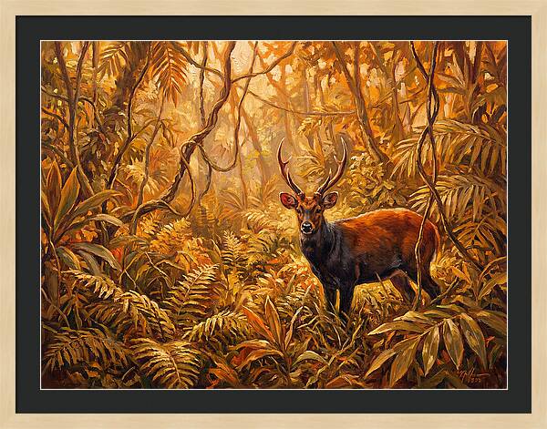 Hog Deer In Lush Wilderness