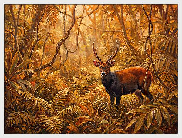 Hog Deer In Lush Wilderness