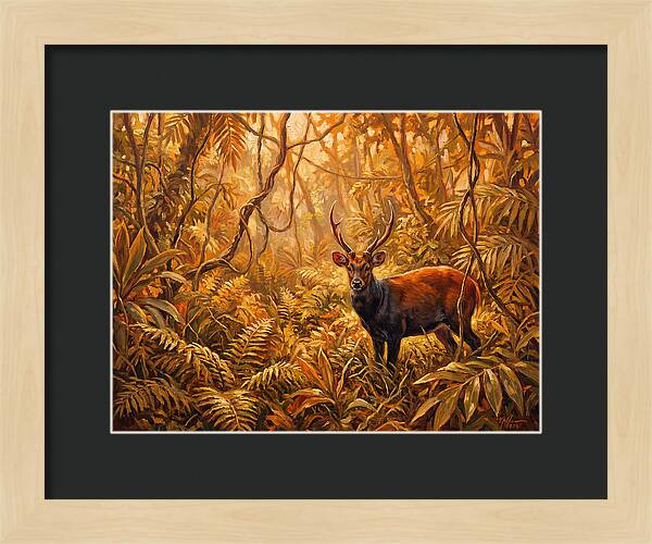 Hog Deer In Lush Wilderness
