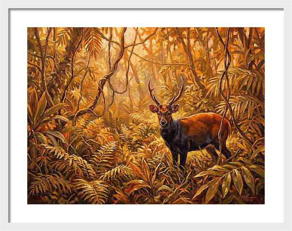 Hog Deer In Lush Wilderness