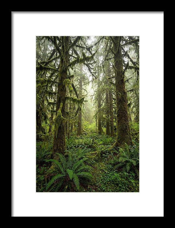 Hoh Rainforest Serenity