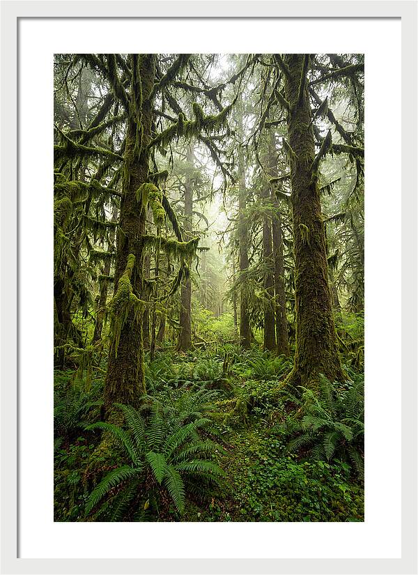 Hoh Rainforest Serenity