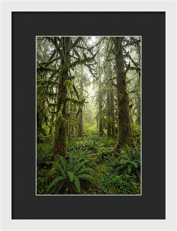 Hoh Rainforest Serenity