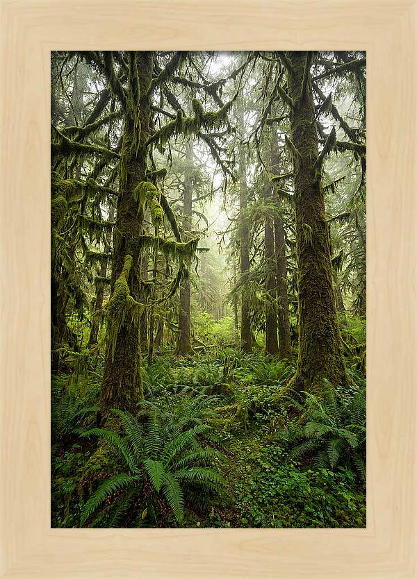 Hoh Rainforest Serenity