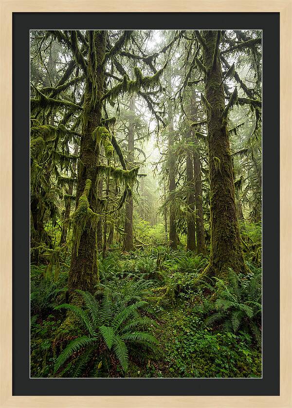 Hoh Rainforest Serenity