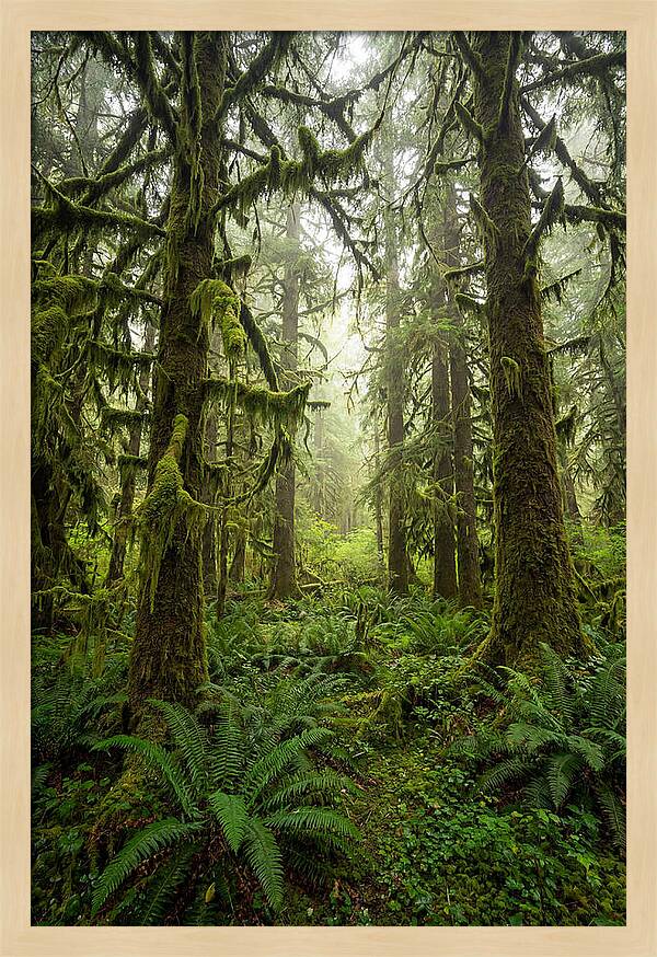 Hoh Rainforest Serenity