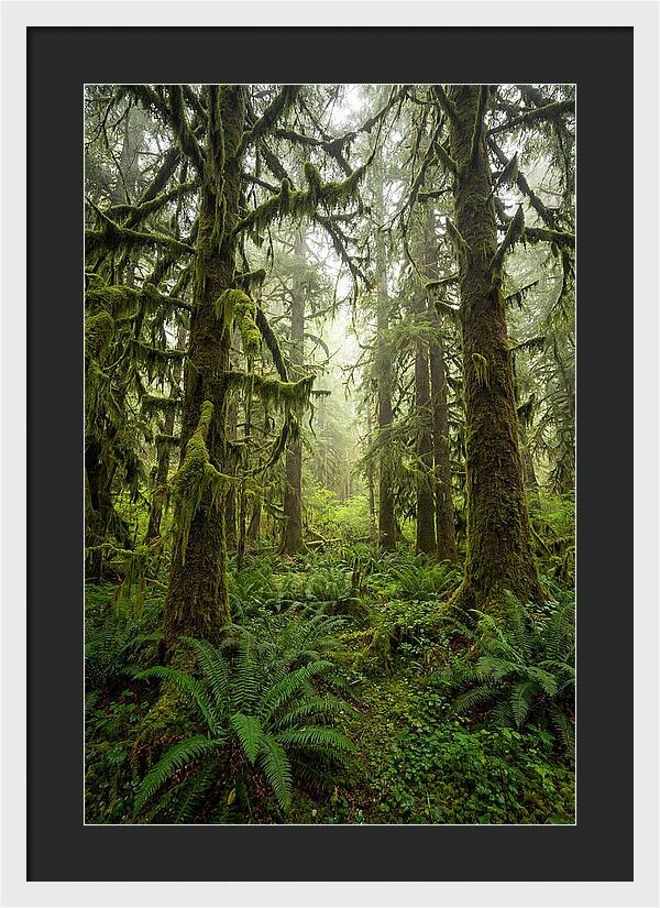 Hoh Rainforest Serenity