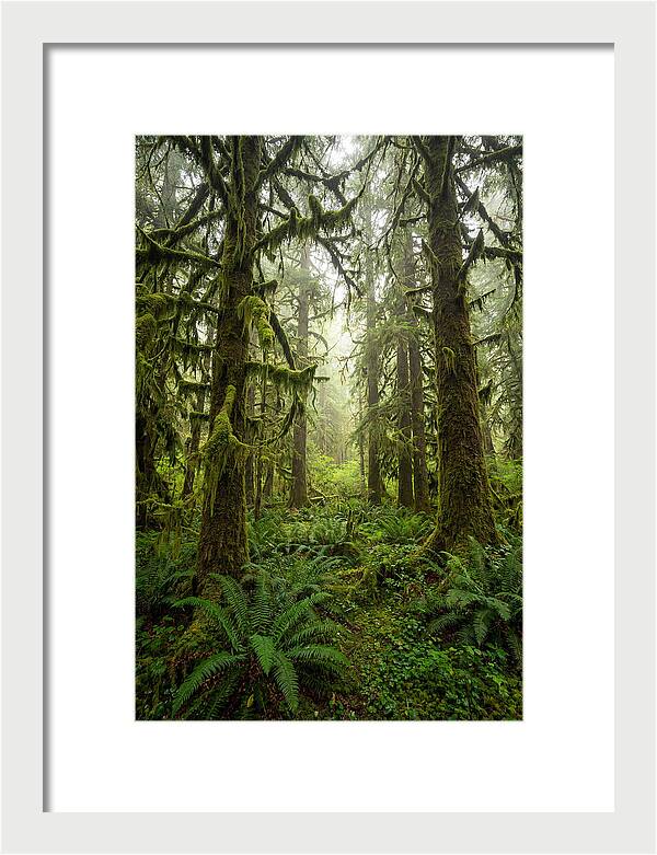 Hoh Rainforest Serenity
