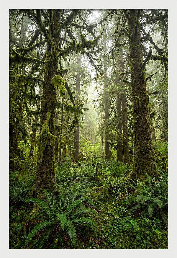 Hoh Rainforest Serenity