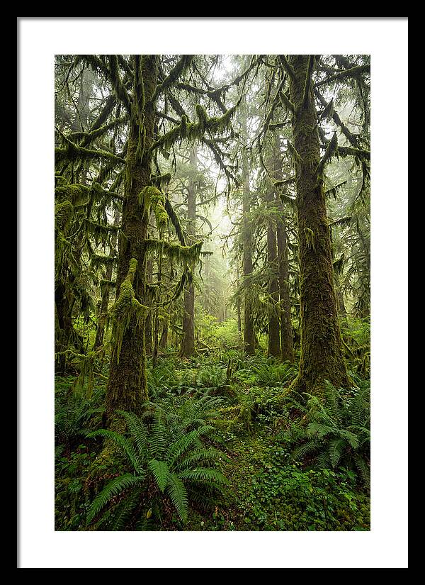 Hoh Rainforest Serenity
