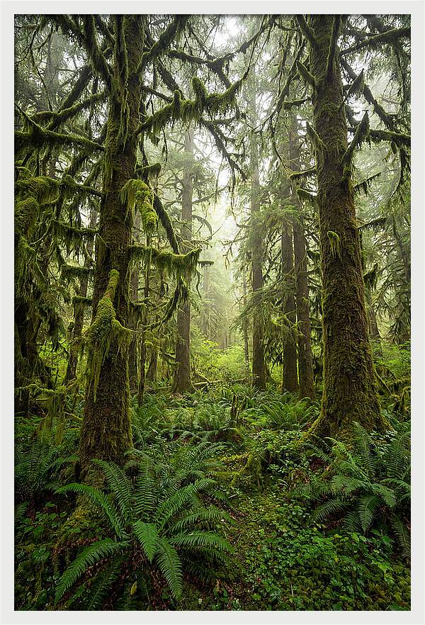 Hoh Rainforest Serenity