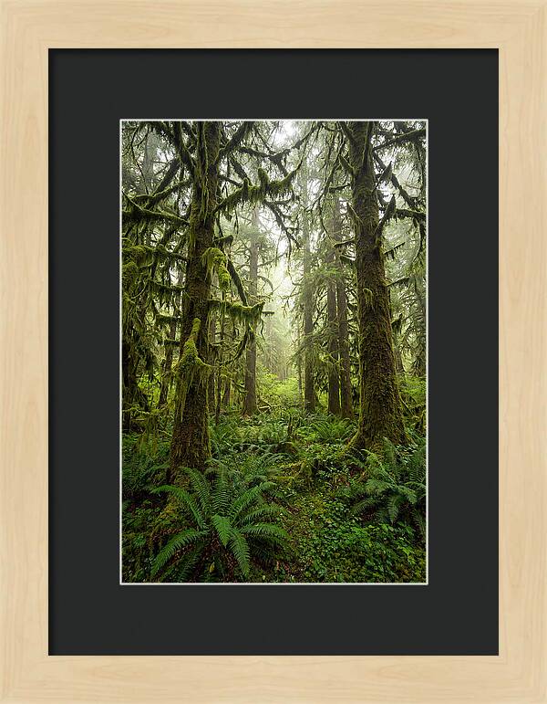 Hoh Rainforest Serenity