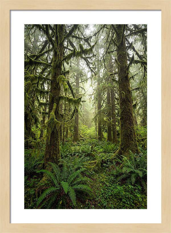 Hoh Rainforest Serenity