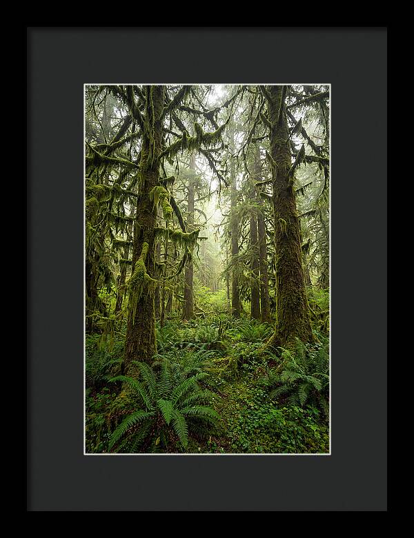 Hoh Rainforest Serenity