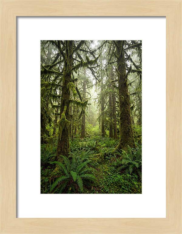 Hoh Rainforest Serenity