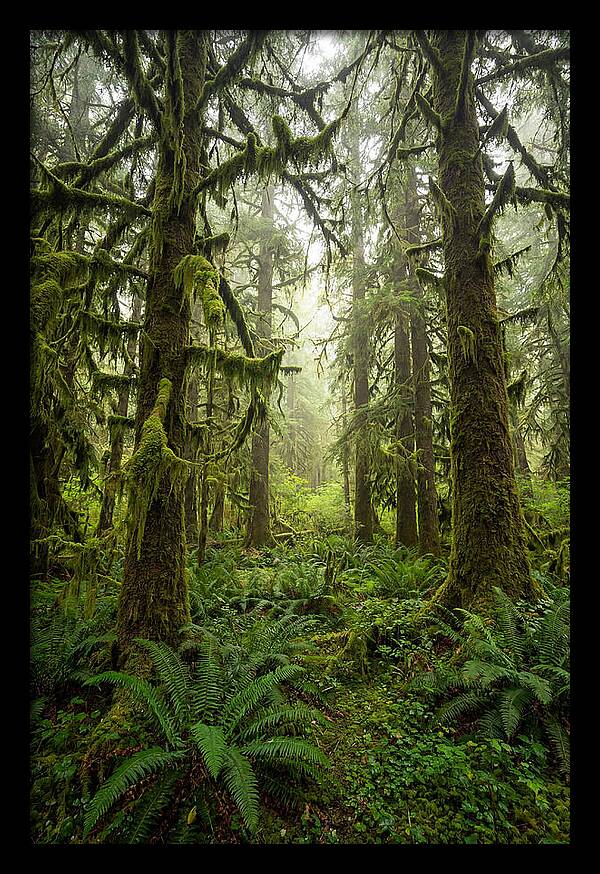 Hoh Rainforest Serenity