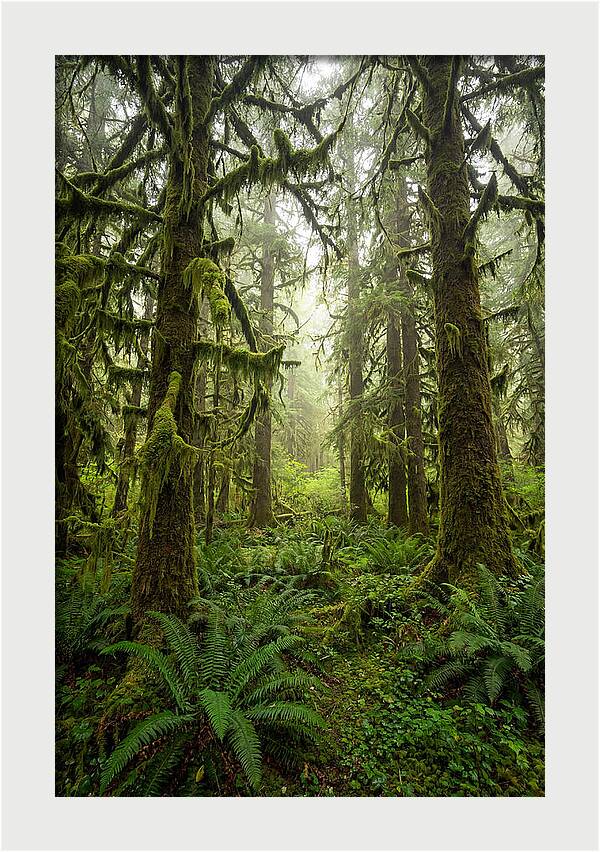 Hoh Rainforest Serenity