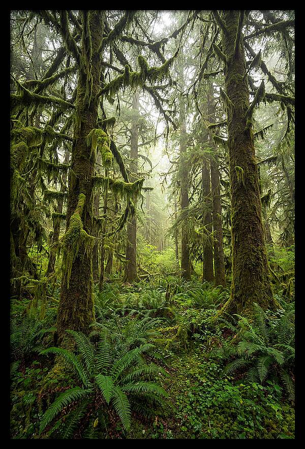 Hoh Rainforest Serenity