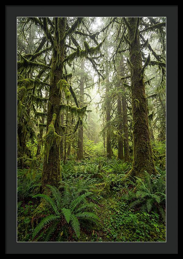 Hoh Rainforest Serenity