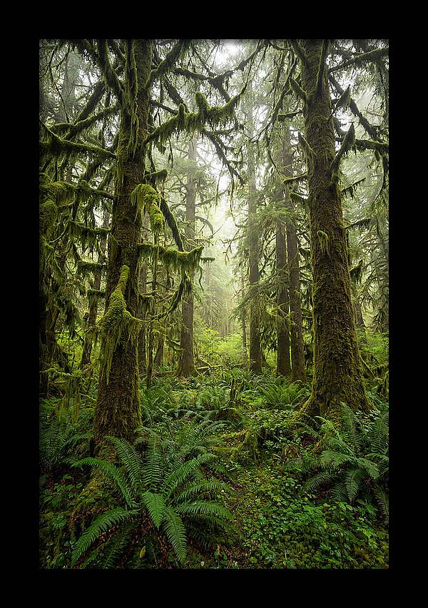 Hoh Rainforest Serenity